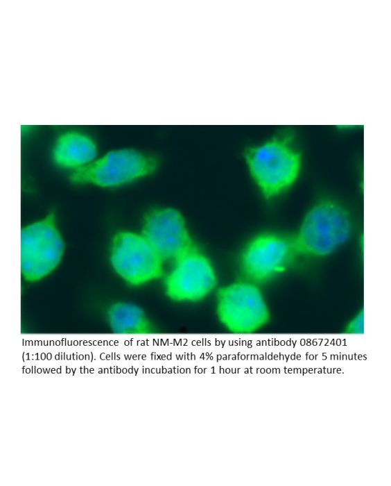 Anti-rat IgG (H + L) affinity-purified goat antibody, FITC Conjugated, 2 mg
