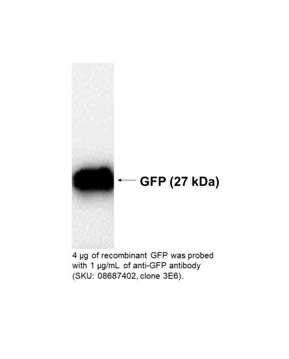 Mouse anti-GFP monoclonal antibody, Clone 3E6, with BSA