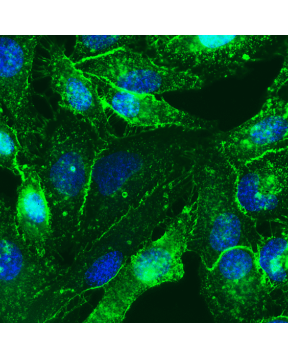 Bright-Live Cell Membrane Imaging 488G