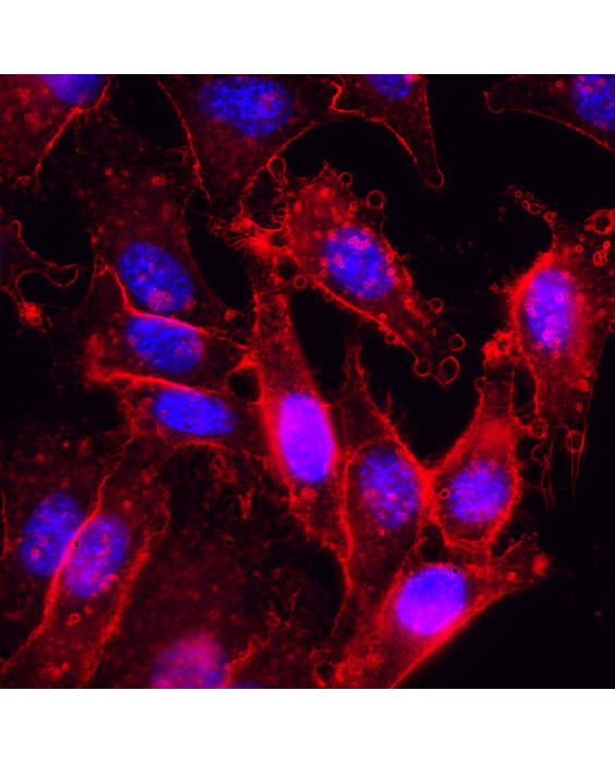 Bright-Live Cell Membrane Imaging 550R