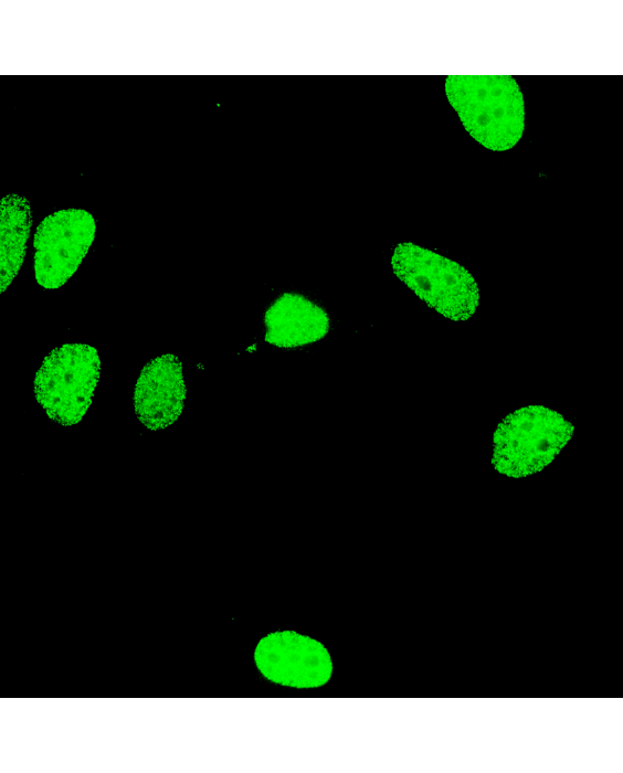 γH2AX Detection 488G