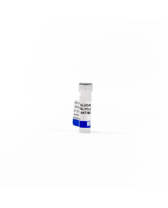Anti-glucagon rabbit polyclonal antibody, 250 µL