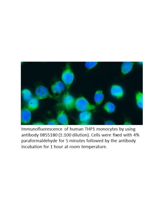 Anti-human IgG goat F(Ab')2 fragment, fluorescein-conjugated (whole molecule), 2 mL