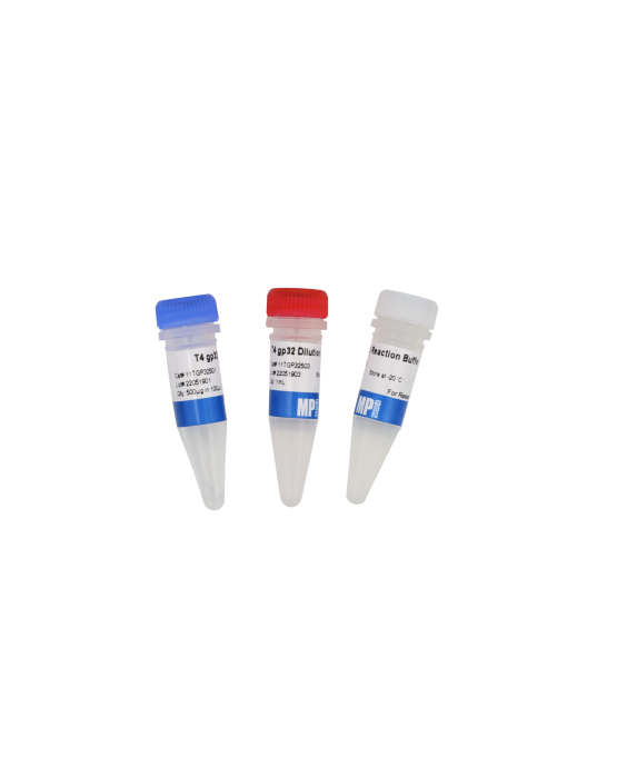 T4 Bacteriophage Gene 32 protein (T4 gp 32)