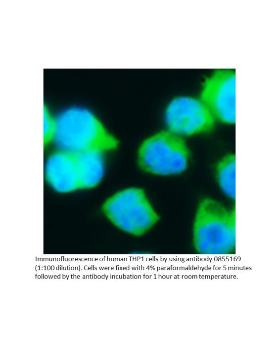 Anti-human fibrinogen goat IgG fraction, fluorescein-conjugated, 2 mL