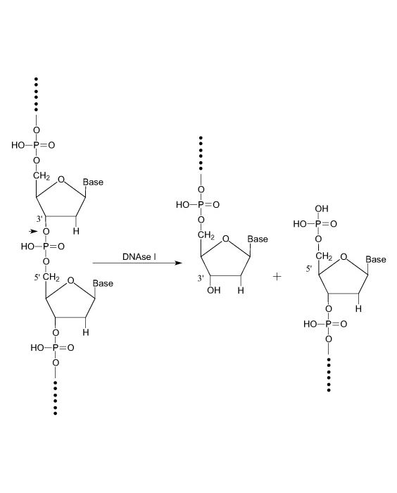 Deoxyribonuclease I, >50,000 U/mg 10 MU