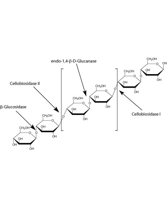 Cellulase, >16,000 Units/g