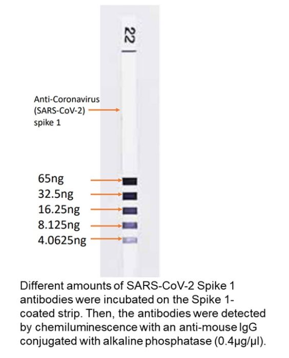 Anti-coronavirus (SARS-CoV-2) spike S1, mouse, mAb