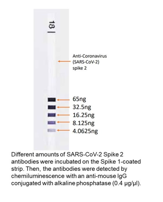 Anti-coronavirus (SARS-CoV-2) spike S2, mouse, mAb
