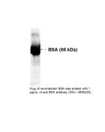 HRP IgG Goat Anti-Human Albumin, 2 mL