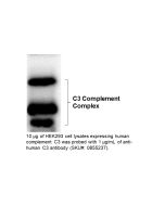 HRP IgG Goat Anti-Human Complement C3, 2 mL