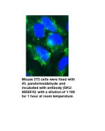 FITC F(ab')2 Goat Anti-Mouse Complement C3, 2 mL
