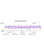 AlbumiNZ™ Bovine Albumin Low Free Fatty Acid, ≥97%