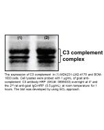 IgG Goat Anti-Human Complement C3, 2 mL