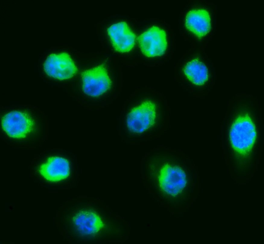 FITC IgG Goat Anti-Mouse Complement C3, 2 mL