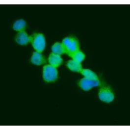 glutathione fluorescent antibody fitc A novel sensing platform for based on Frster resonance energy transfer and aggregation-induced emission Use with Flow cytometer. Fluorescein-Conjugated Goat IgG Fraction To