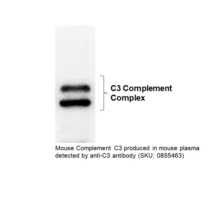Goat IgG Fraction To Mouse Complement C3