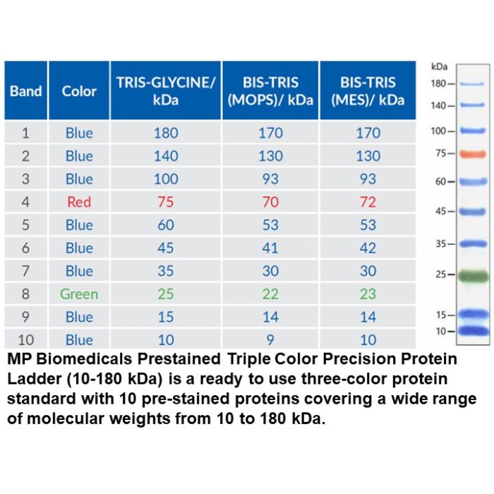 Triple Color Precision Protein Ladder (10-180 kDa)