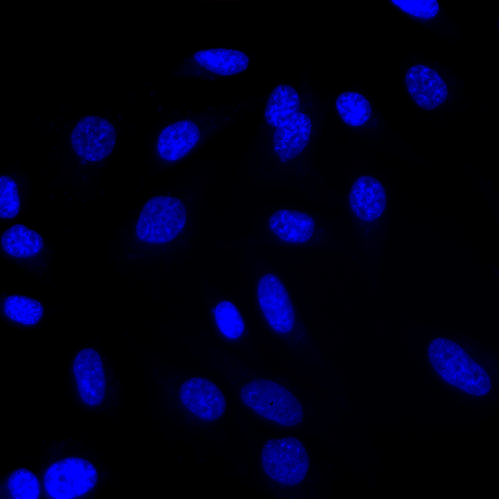 Bright Live Cell Imaging DNA Dye