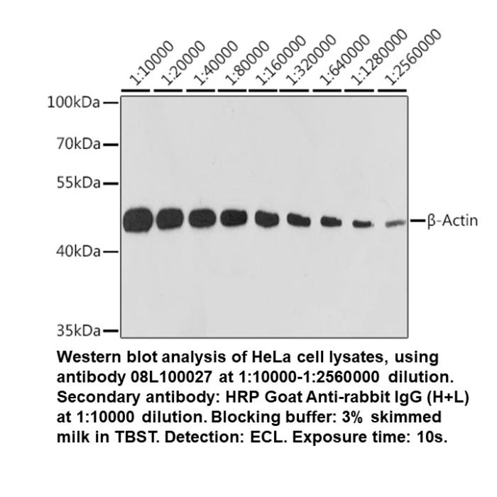 Rabbit Anti-B-Actin Monoclonal Antibody High Potency
