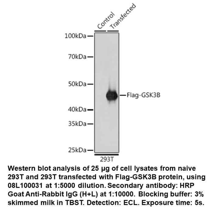 Rabbit anti-DDDDK Tag (FLAG Tag) mAb Western Blot Image