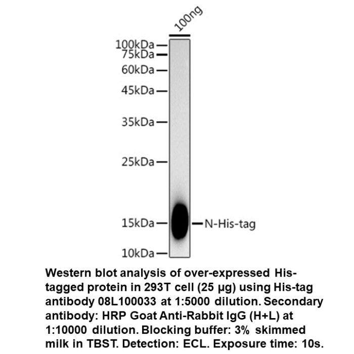 Rabbit anti-His Tag mAb Western Blot