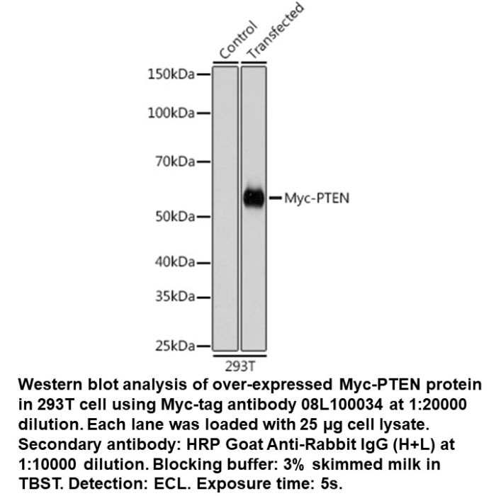 Rabbit anti-Myc Tag mAb Western Blot Image