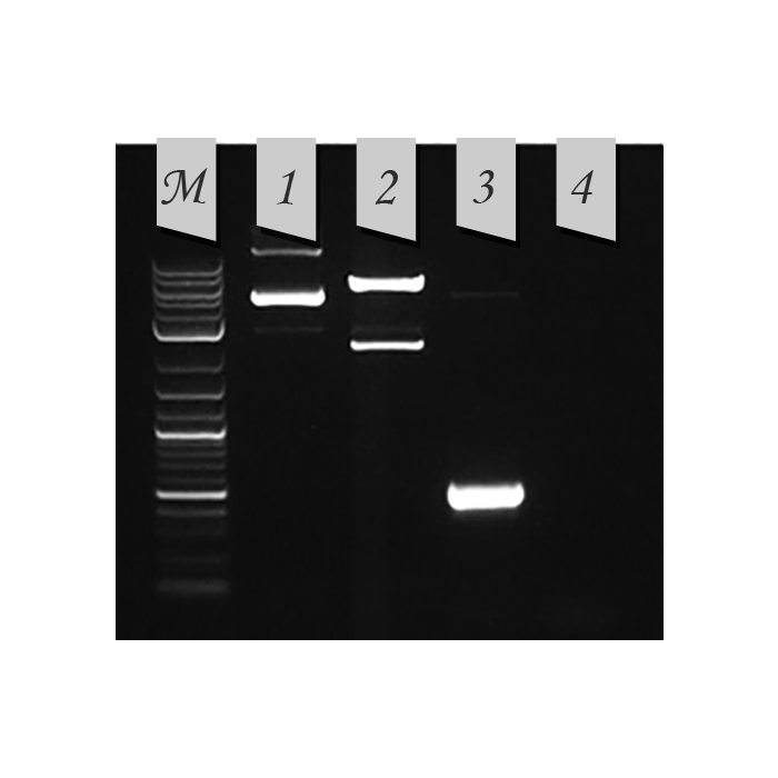 SPINeasy Plasmid Midiprep Kit