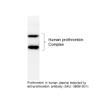 Pre-selected Image