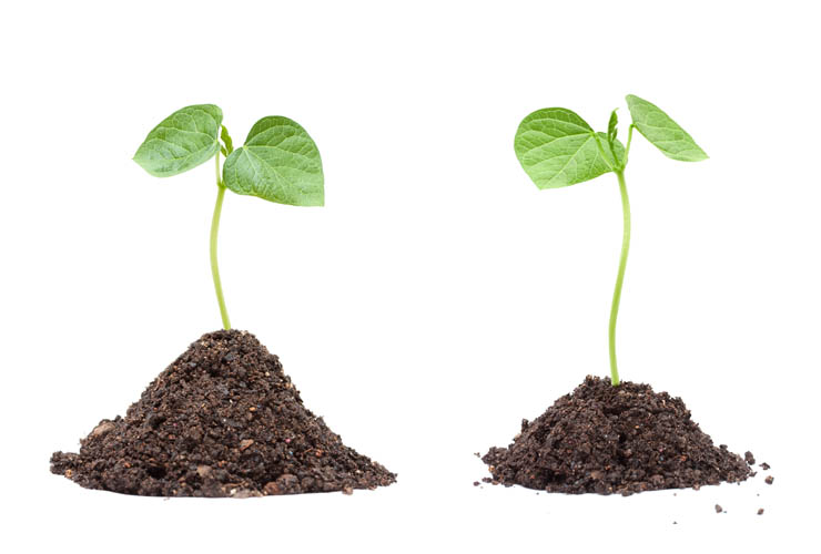 Plant Growth Regulators