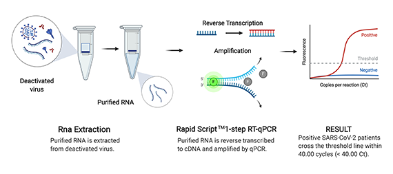 Rapid Workflow
