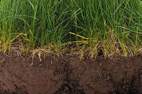 Soil Sample Preparation