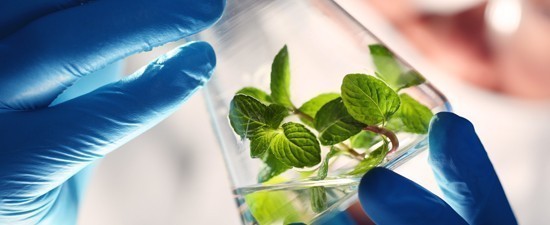 plant research