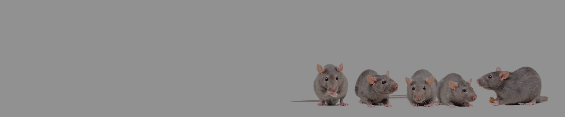 Tips for using DSS to model IBD