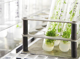 Propagation : Grow your cells and seedlings