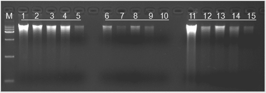 DNA extraction Yield_shearing_1080px
