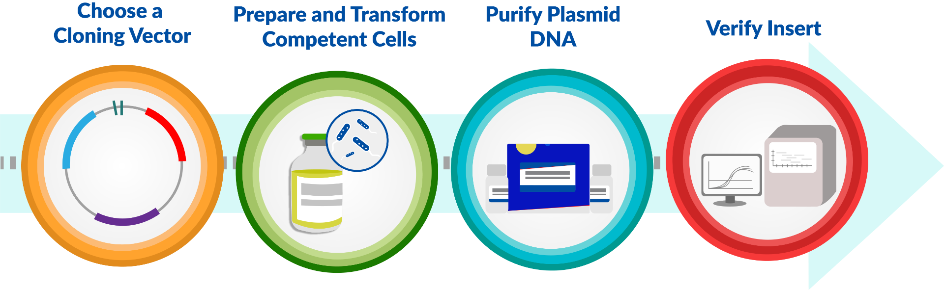 Plasmid_Cycle