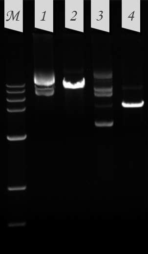 Agarose gel electrophoresis results of plasmid DNA with SPINeasy Plasmid Miniprep