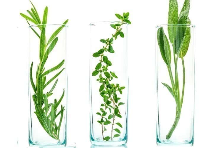 Growth Regulation Growth Regulation