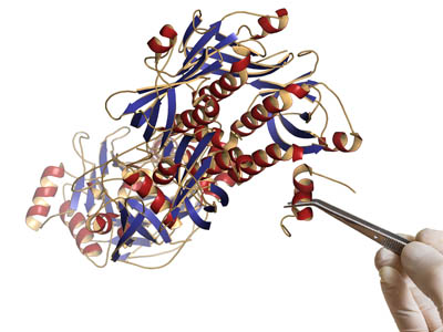 Protease Protease