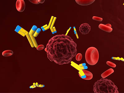 Secondary Antibodies Secondary Antibodies